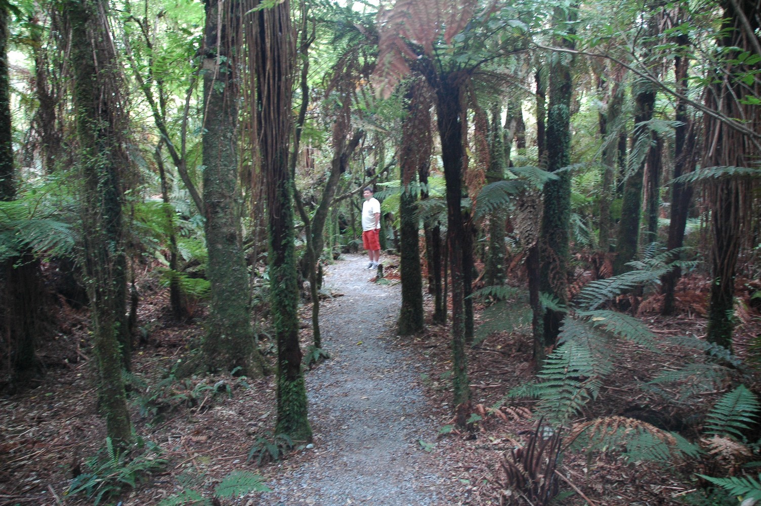 084   24 01   Greymouth   Fox Glacier
